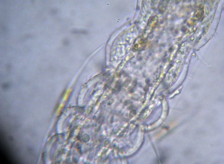 (Micro)mostri marini